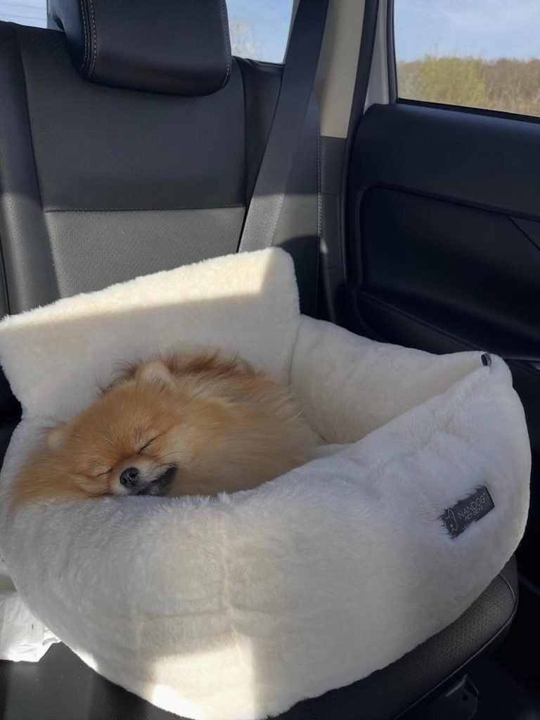 Pomeranian puppy available with safe delivery