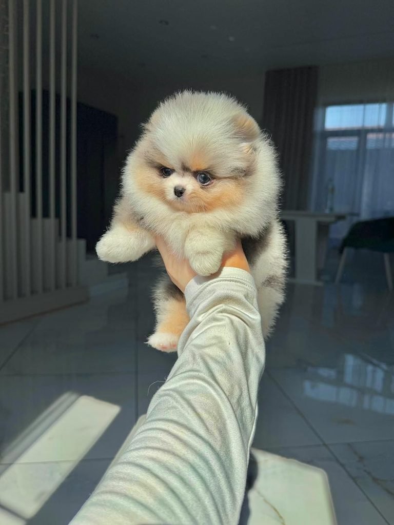 Pomeranian puppy ready for safe delivery