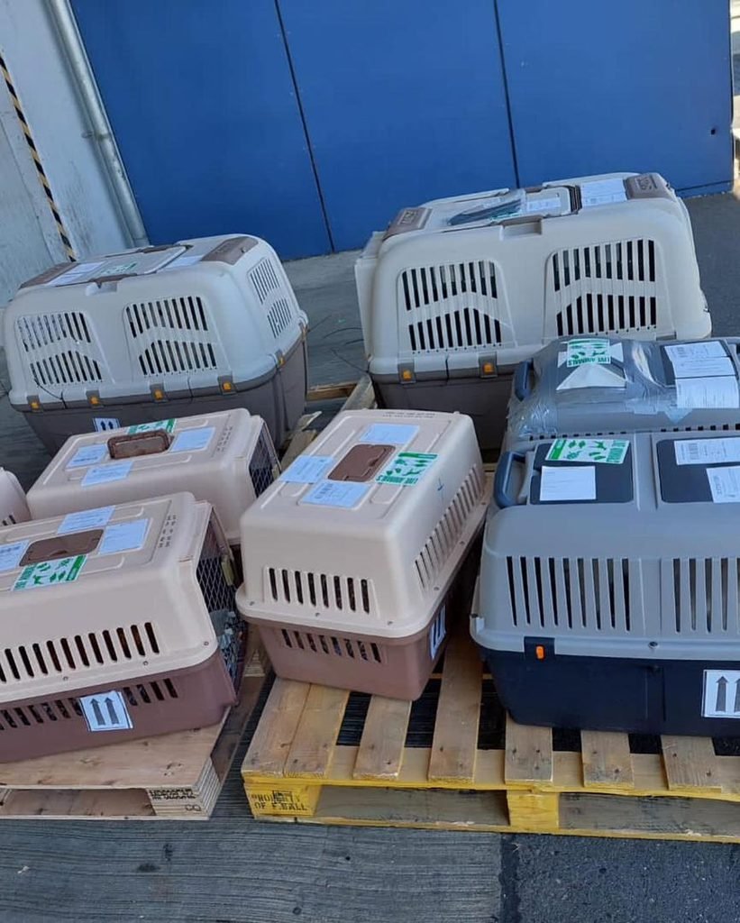 Pomeranian puppy prepared for safe shipping
