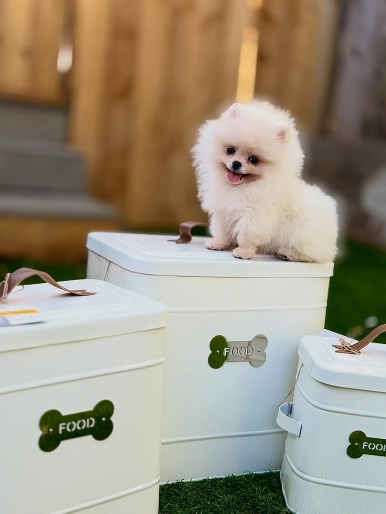 Where can I buy a Pomeranian puppy