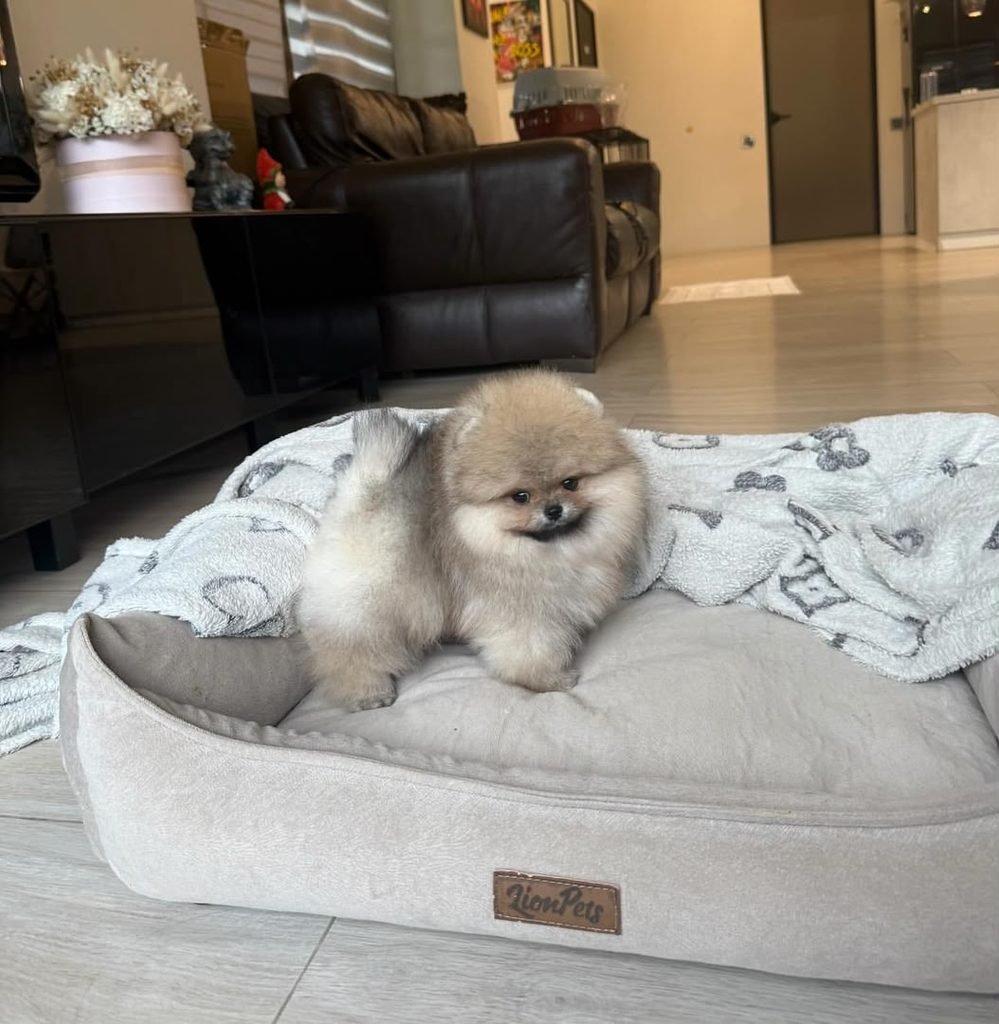 How much is a Pomeranian puppy