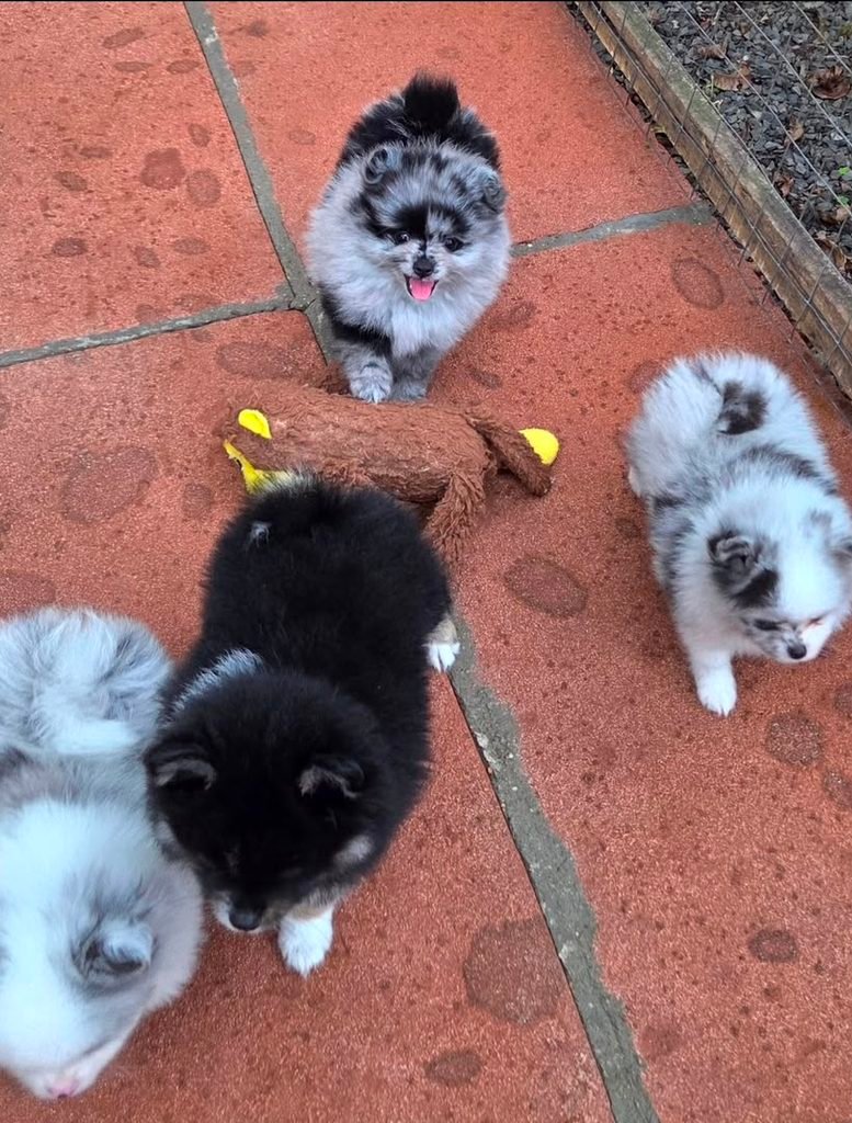 Pomeranian puppy price