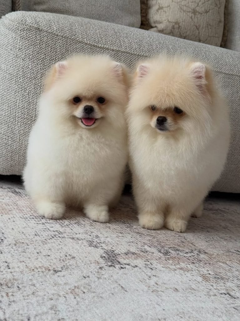Pomeranian puppies ready for homes