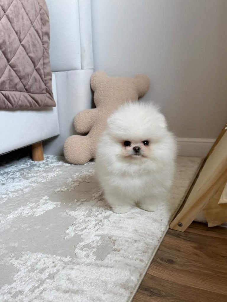 White Pomeranian puppies for sale