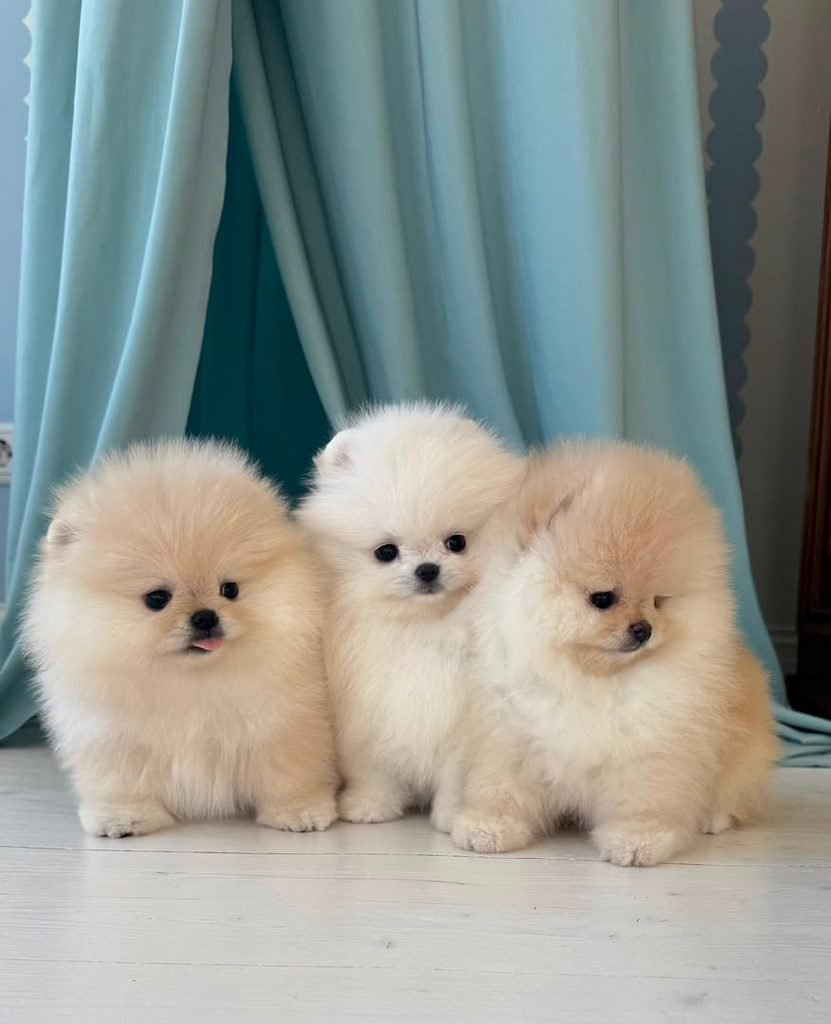 White pomeranian puppies