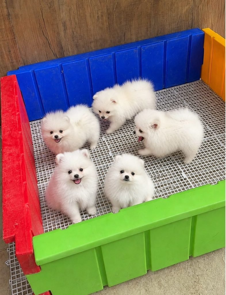 Vaccinated Pomeranian puppies for sale