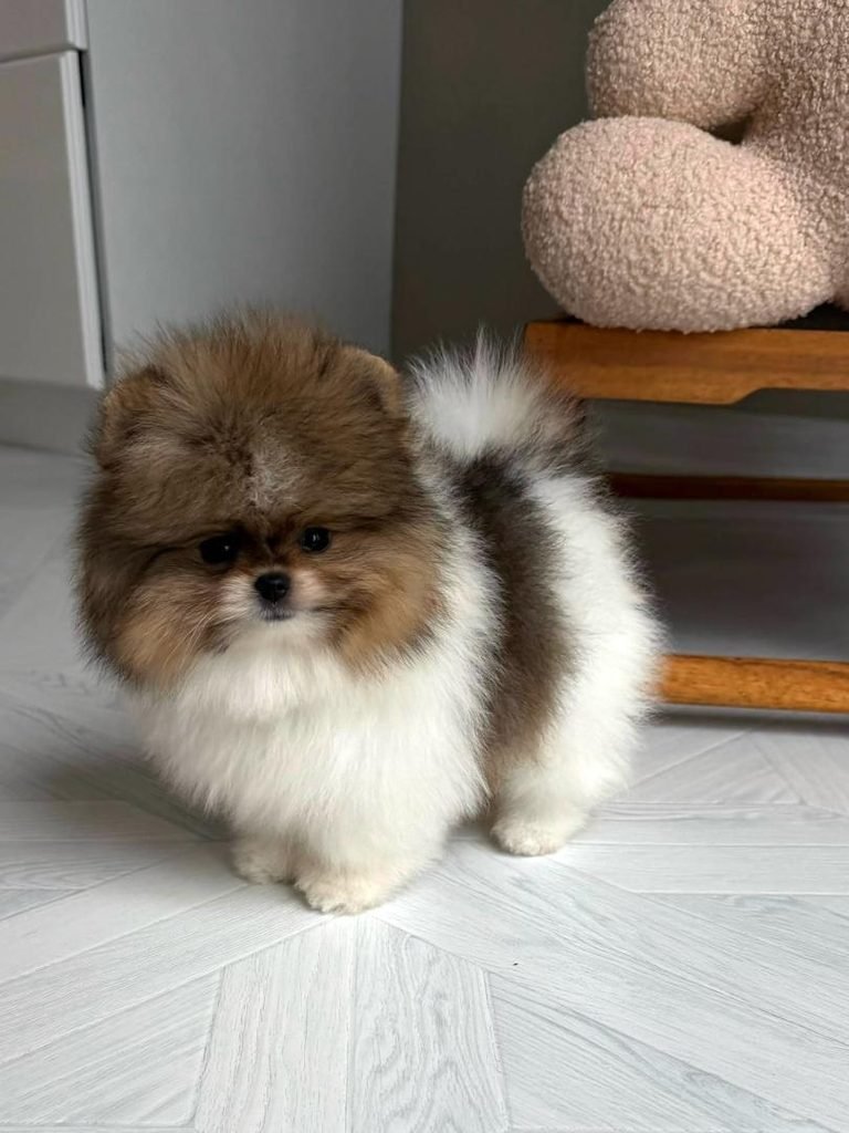 Pomeranian puppies for first time dog owners