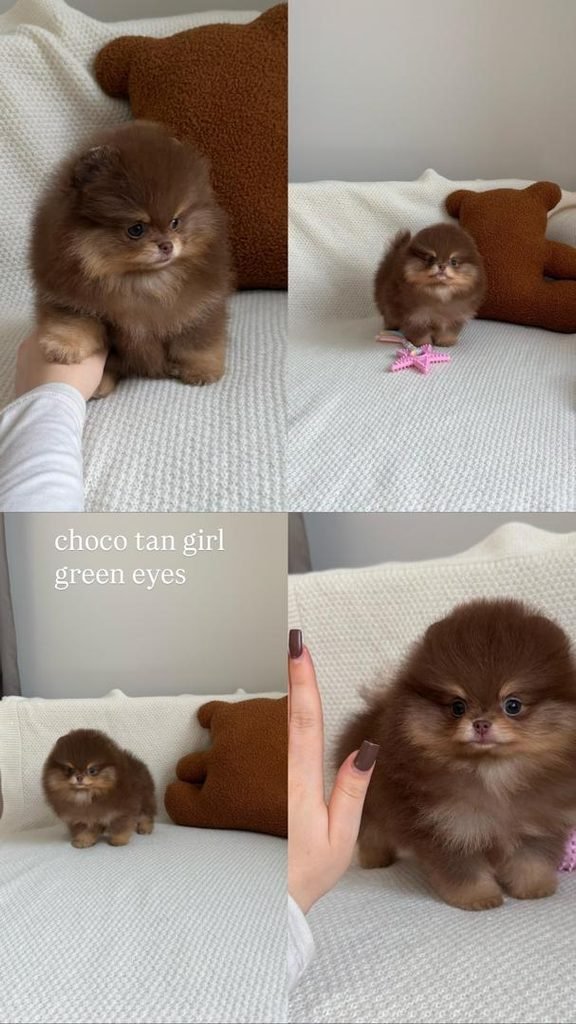 Pomeranian ownership costs