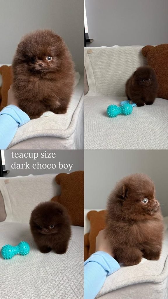 Pomeranian puppy breeder accepting deposits