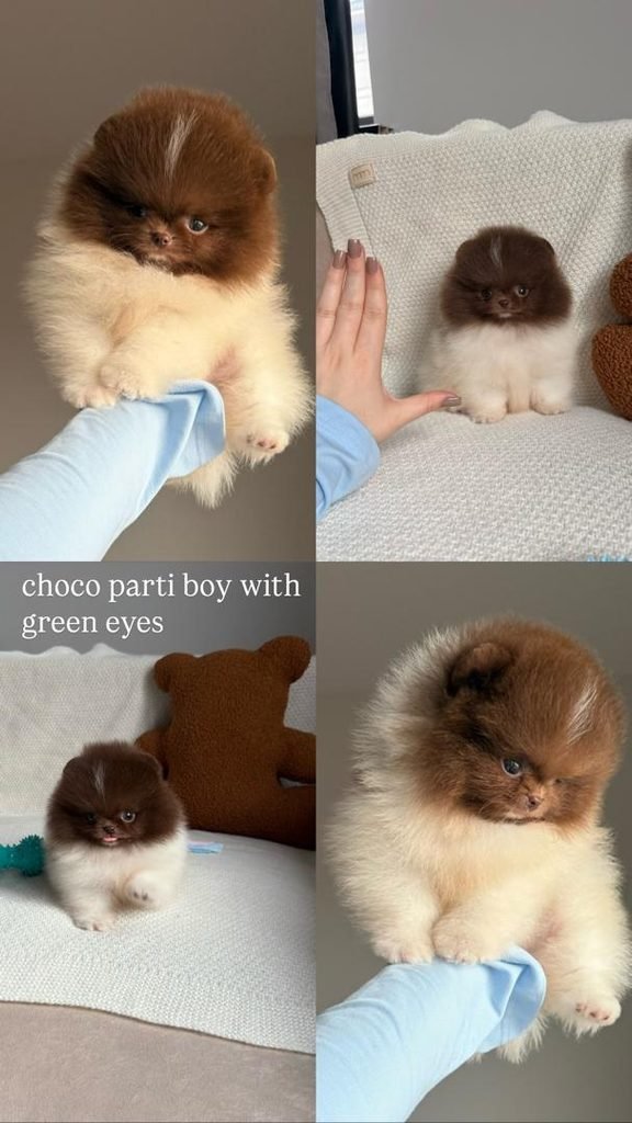 Free Pomeranian puppies available for adoption