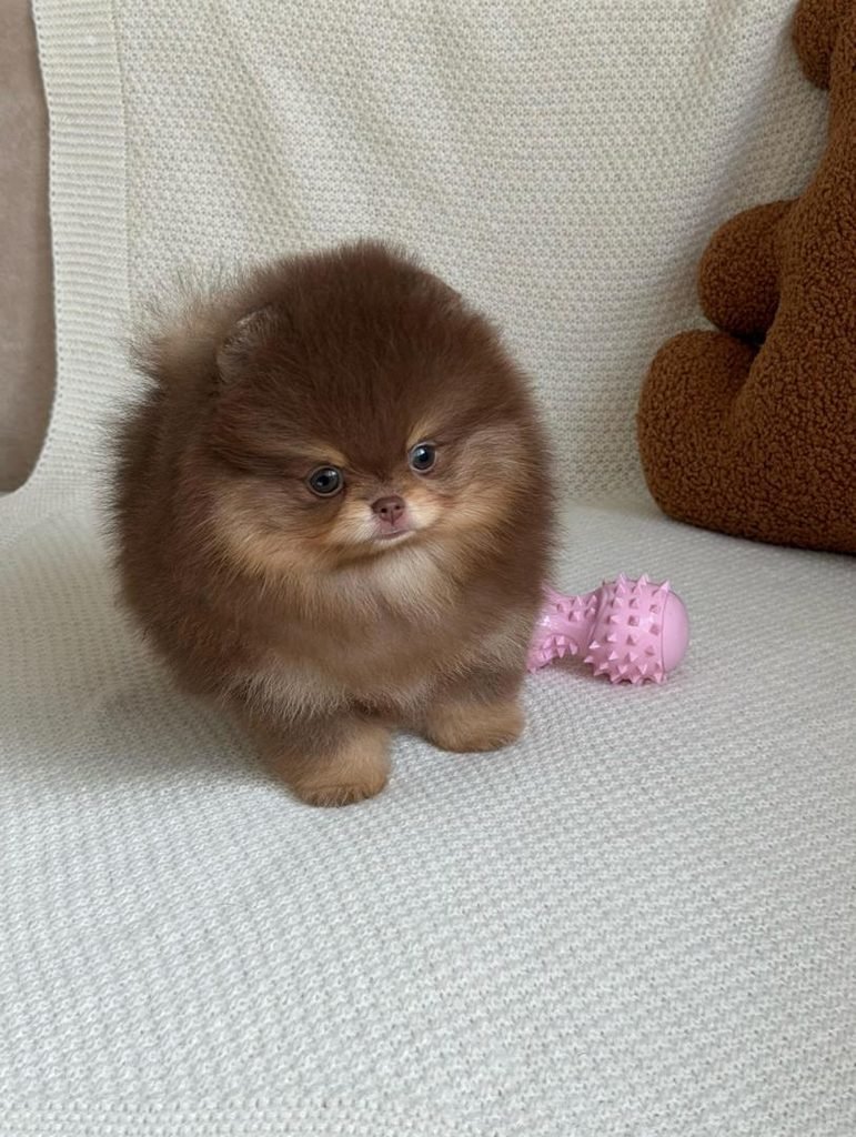 Pomeranian puppies ready for pickup