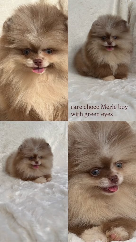 Pomeranian puppies from licensed breeder