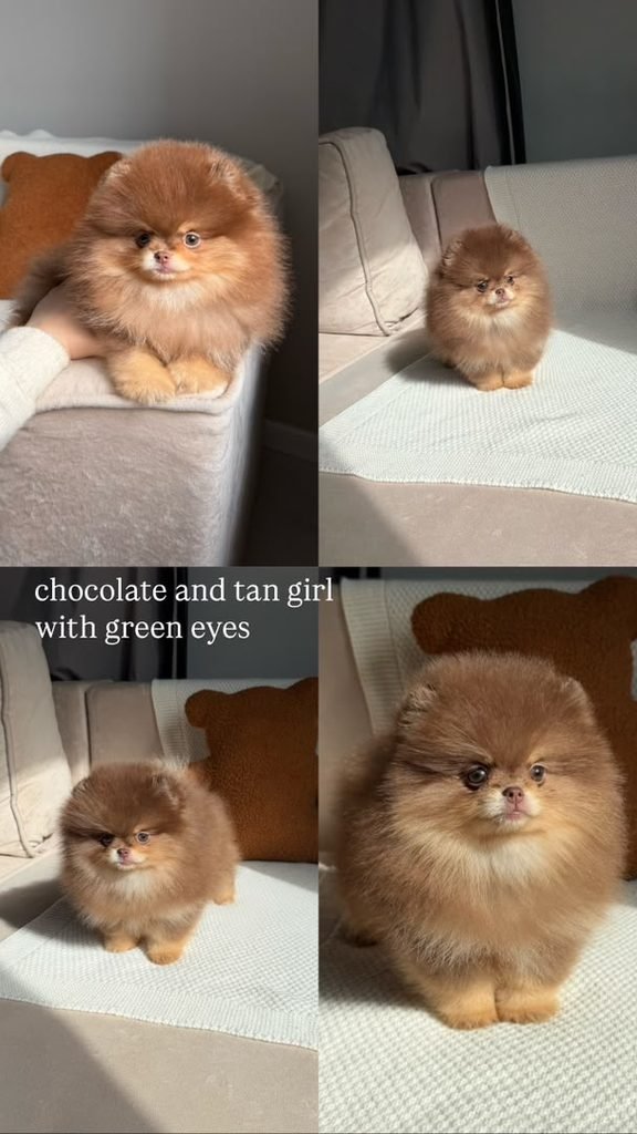 Pomeranian puppy with health tested parents