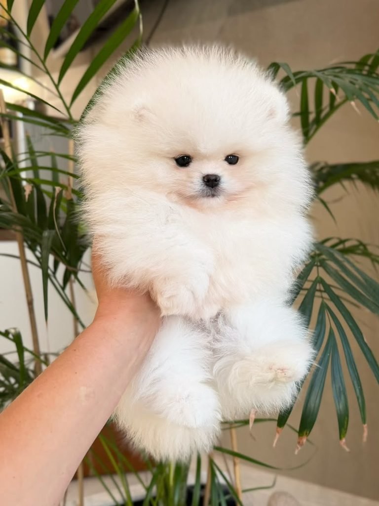 Pomeranian puppies with health certificate
