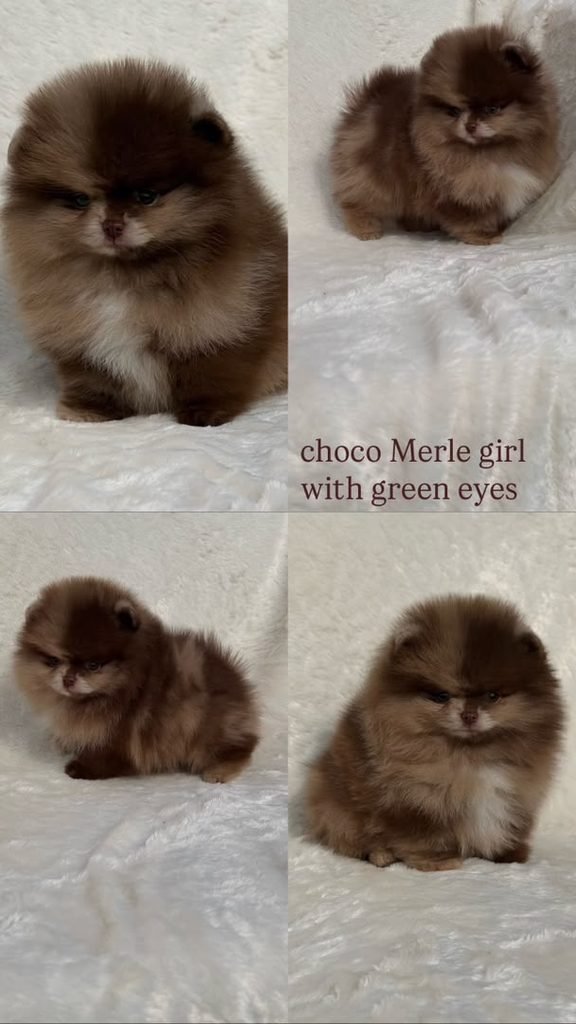 Pomeranian puppy contract and guarantee