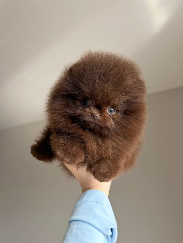 Pomeranian puppies from trusted kennel