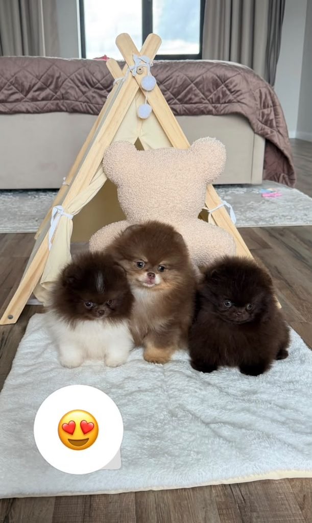 Pomeranian puppy cost by color