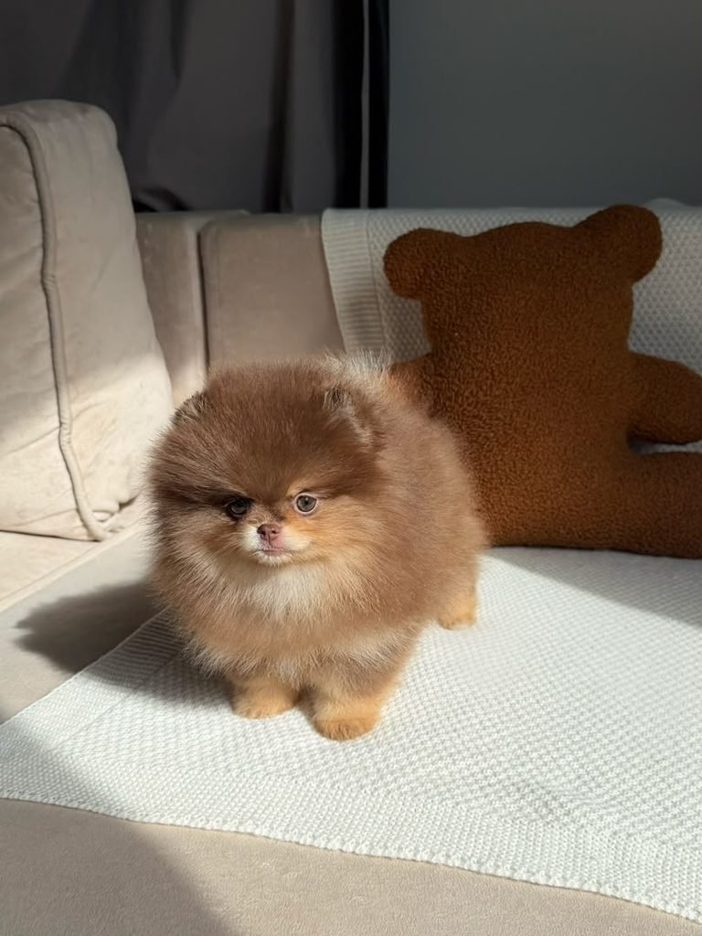 Pomeranian puppy cost from breeder