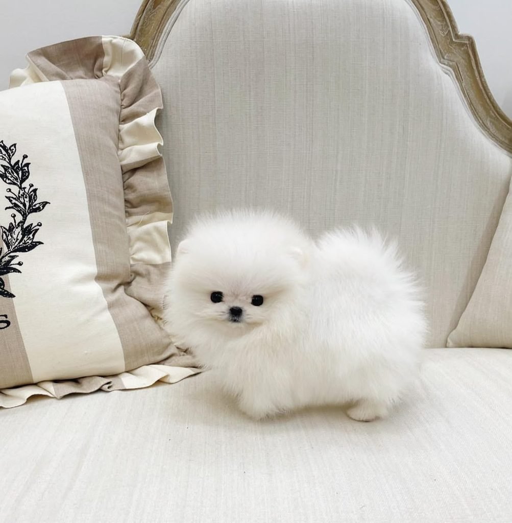 Pomeranian puppies with registration papers