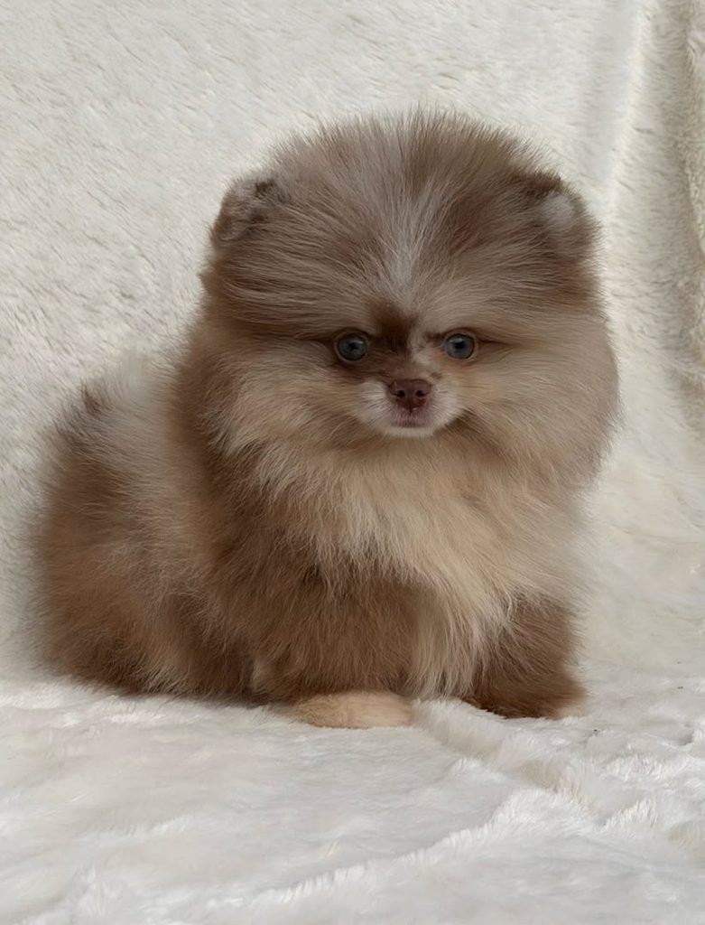 Pomeranian puppy adoption fee