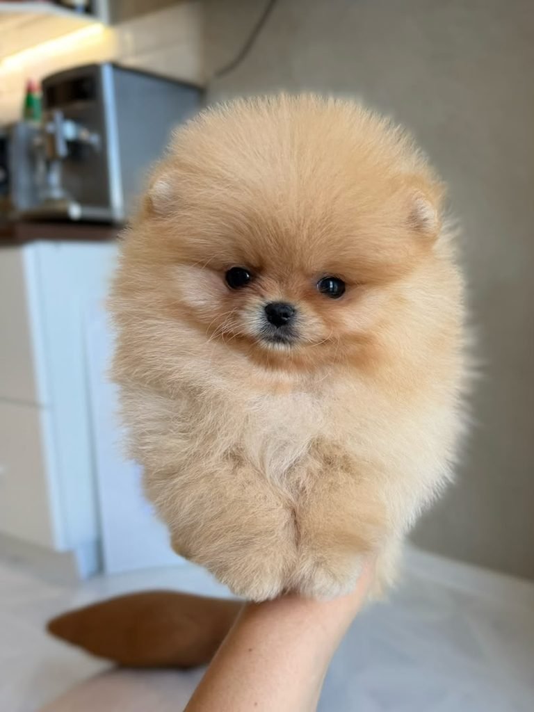 Pomeranian coat colors and patterns