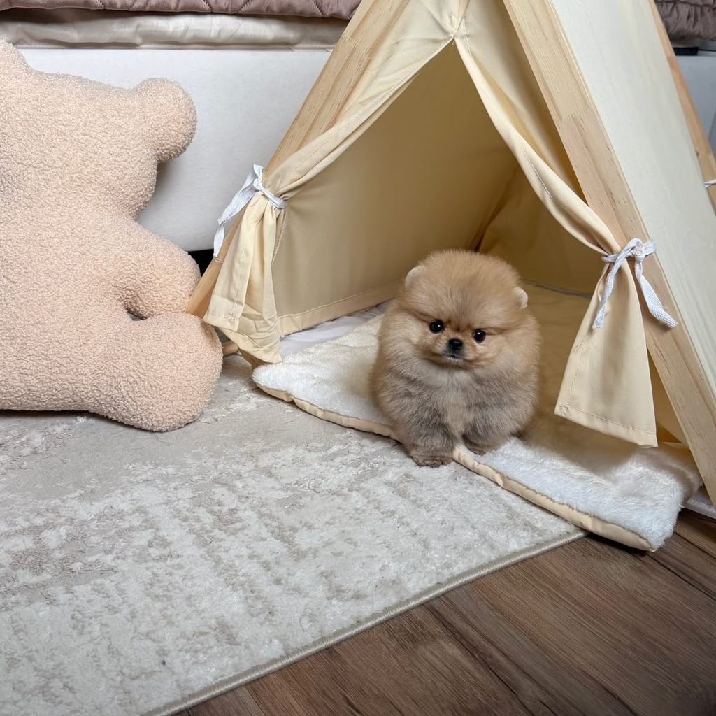 Pomeranian puppies for sale $250
