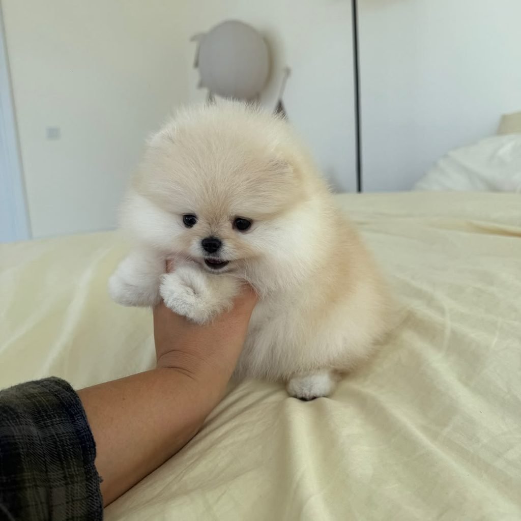 How much are teacup Pomeranian puppies for sale