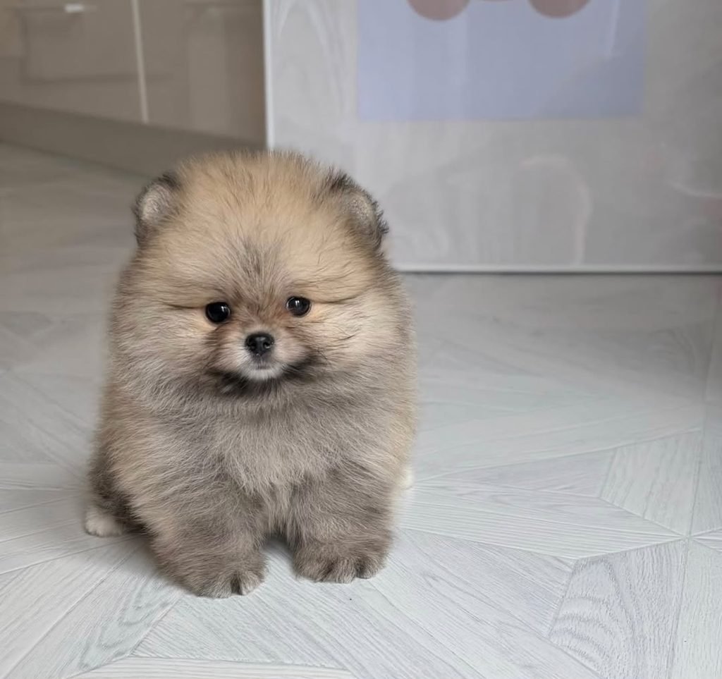 Teacup Pomeranian puppies for sale $250