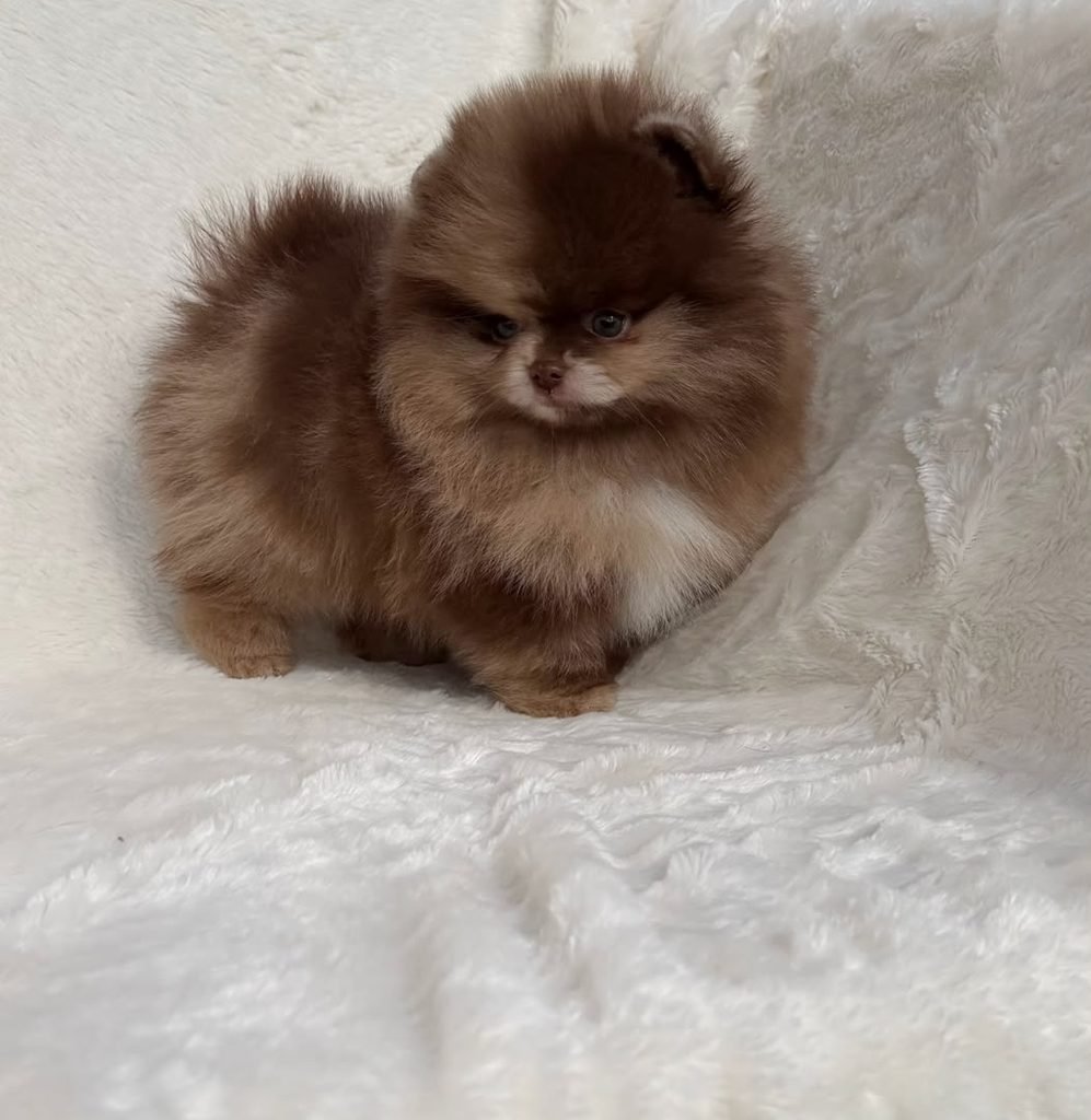 Teacup Pomeranian puppies for sale