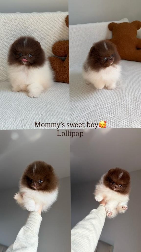 Pomeranian puppy cost by age