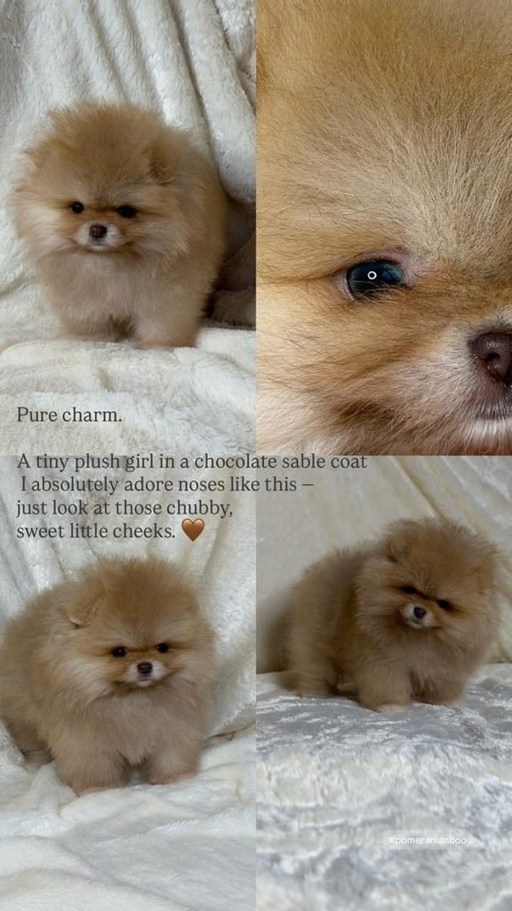 Pomeranian price range in the USA