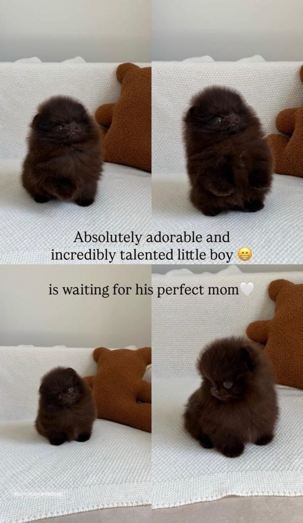 Why are Pomeranians expensive