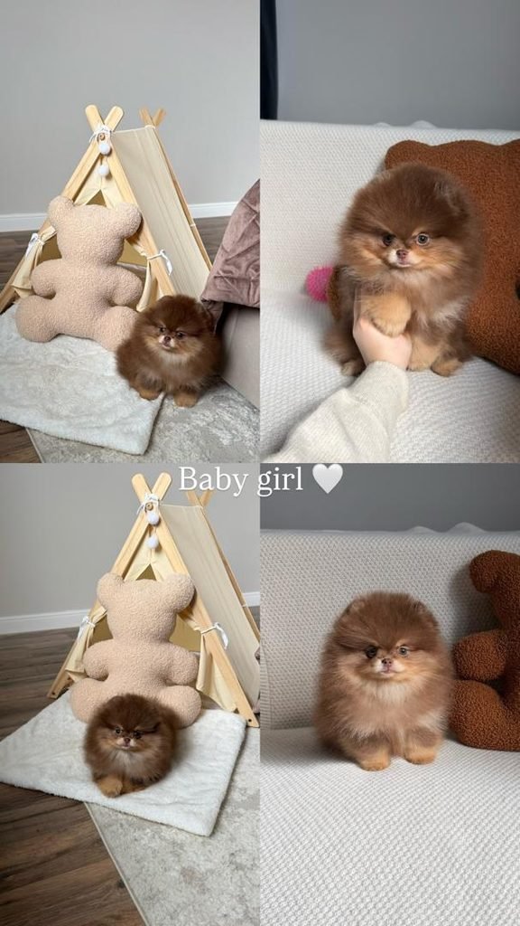 Pomeranian puppy price factors