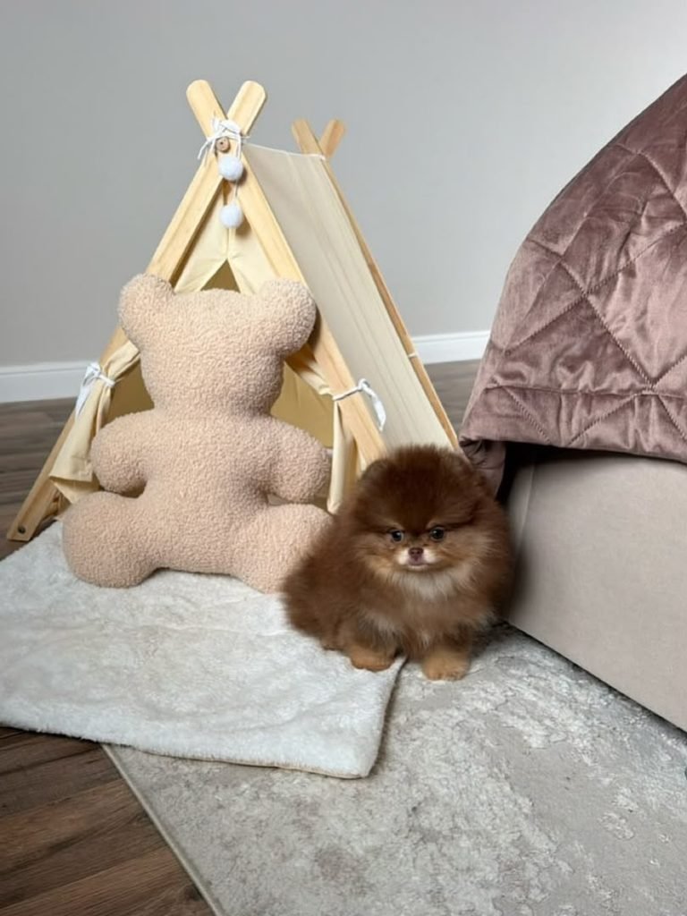 Pomeranian price with papers