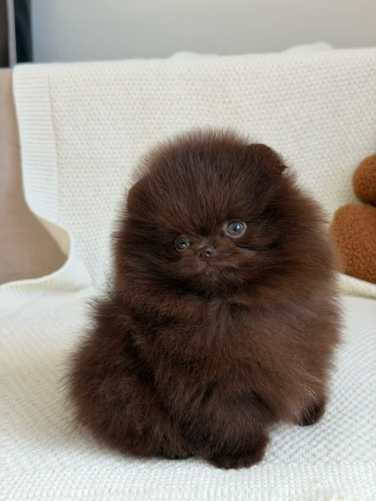 Pomeranian price with health records