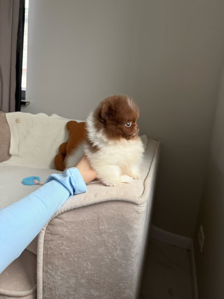 Free Pomeranian puppies available for adoption