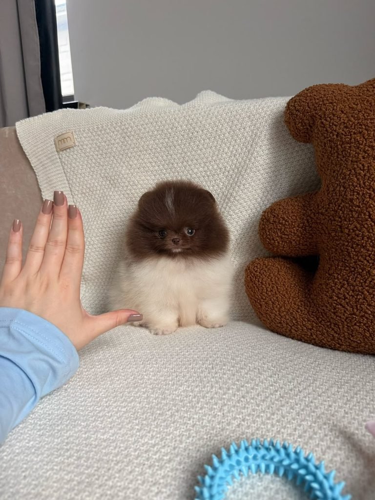 Pomeranian puppies free to good home