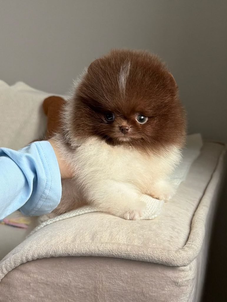 Free Pomeranian puppy adoption