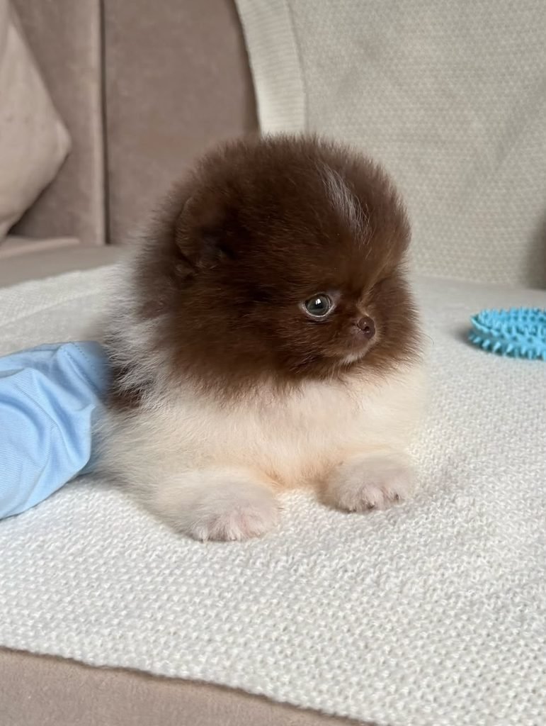 Pomeranian puppies for free