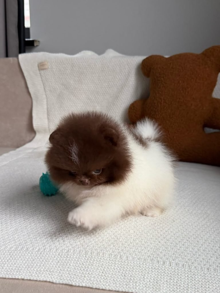 Where can I find free Pomeranian puppies