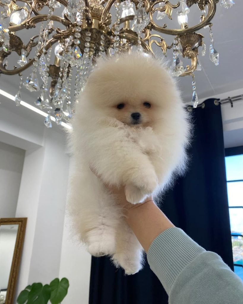 Pomeranian puppies for sale in Texas