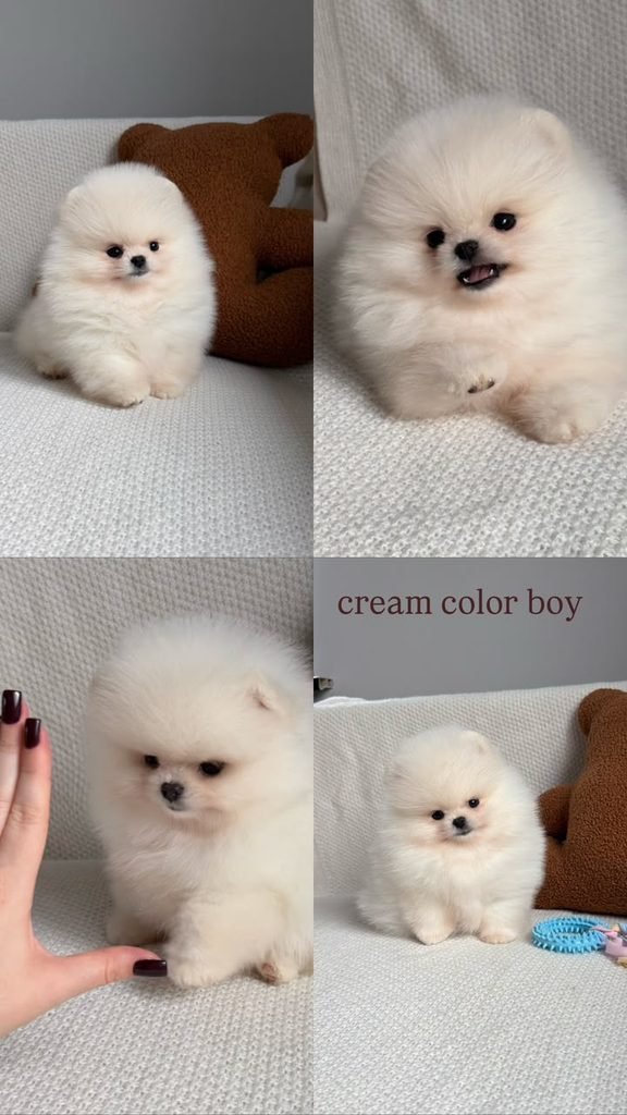 Pomeranian puppies for sale in California