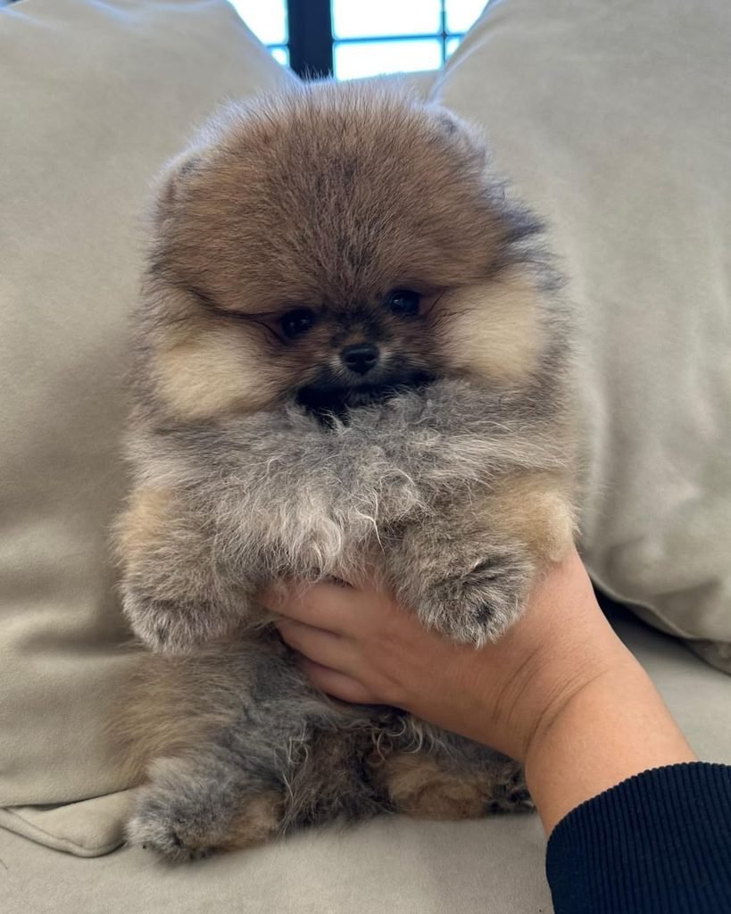 Pomeranian puppies for sale in Florida