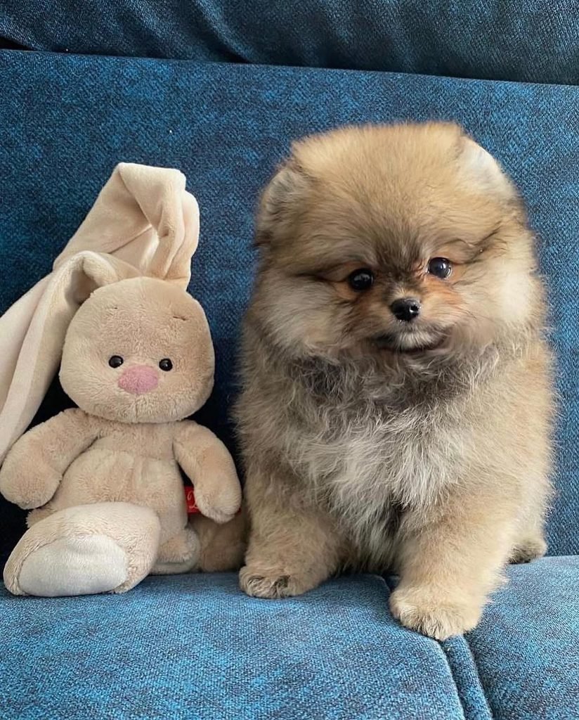 Pomeranian puppies for sale in New York