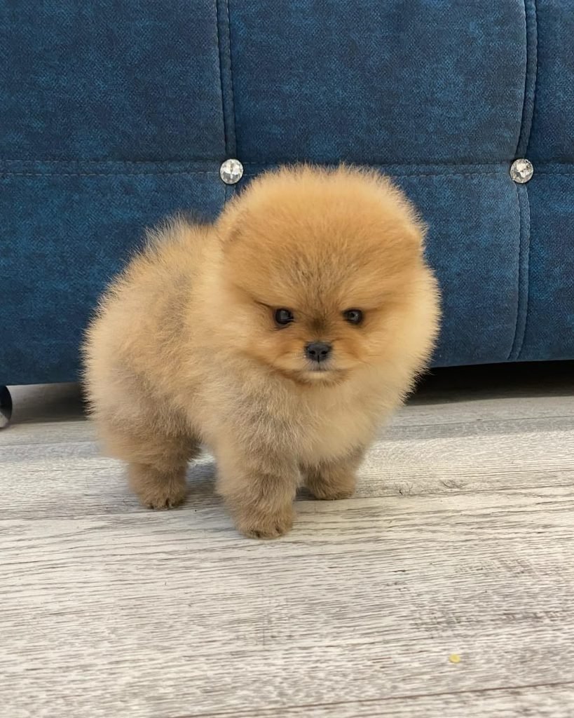 Pomeranian puppies for sale under $500