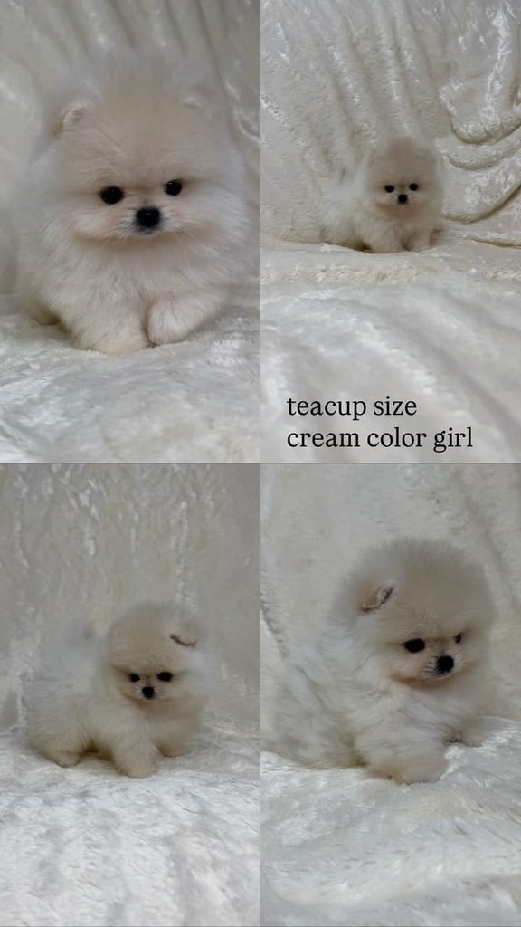Pomeranian puppies for sale in Georgia