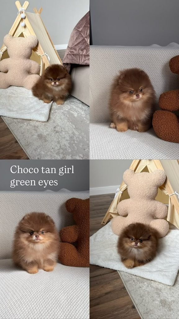 Pomeranian Puppies for Sale in Michigan