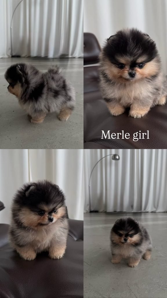 Pomeranian Puppies for Sale in Tennessee