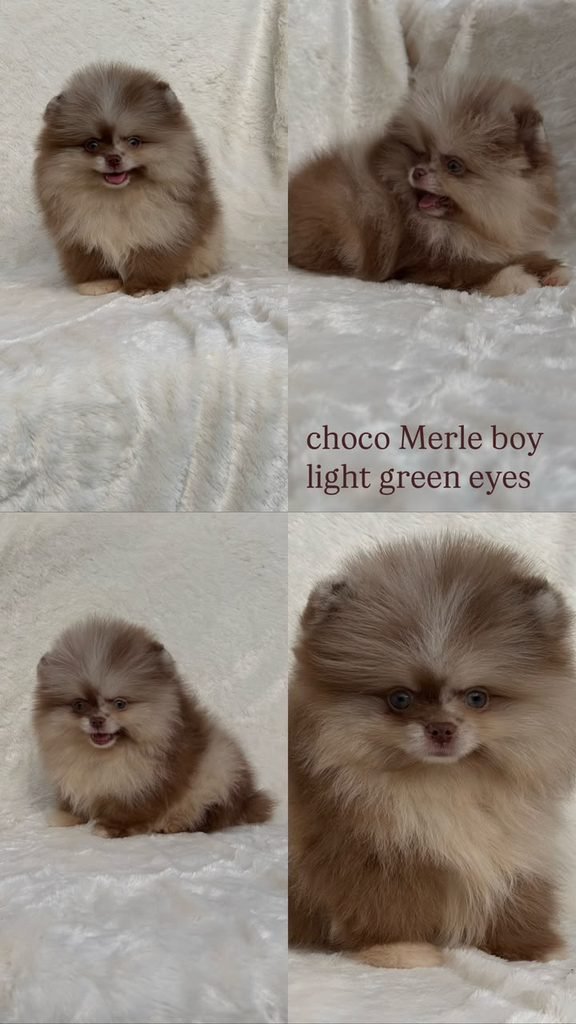 Pomeranian Puppies for Sale in Ohio