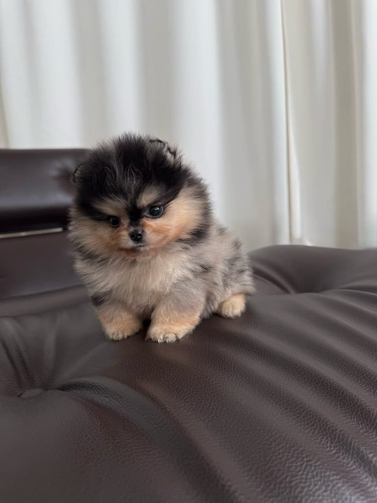 Pomeranian Puppies for Sale in Indiana